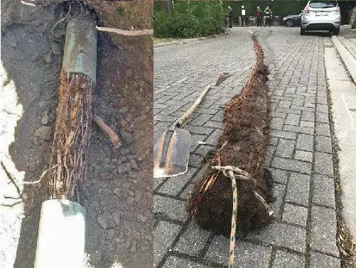 Root mass removed from a sewer line